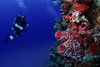 Perhentian Islands, Terengganu, Malaysia: Ian's Ball - diver and red hard coral on a rock wall - photo by S.Egeberg