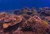 Sipadan Island, Sabah, Borneo, Malaysia: Big Coral garden on South Point - reef in the Celebes Sea - photo by S.Egeberg