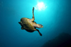 Malaysia - underwater image - Perhentian Island - Twin rocks: Hawksbill turtle III  - Eretmochelys imbricata (photo by Jez Tryner)