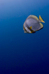 Sipadan Island, Sabah, Borneo, Malaysia: Circular Batfish in the bue - Platax Orbicularis - photo by S.Egeberg