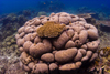 Sipadan Island, Sabah, Borneo, Malaysia: Coral garden on South Point - photo by S.Egeberg