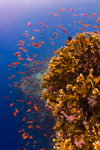 Sipadan Island, Sabah, Borneo, Malaysia: Fairy Basslets on the reef - Pseuanthias - photo by S.Egeberg