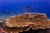 Sipadan Island, Sabah, Borneo, Malaysia: Fairy Basslets over table coral - Pseuanthias - photo by S.Egeberg