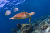 Sipadan Island, Sabah, Borneo, Malaysia: Green Seaturtle followed by fish - Chlonia Mydas - photo by S.Egeberg