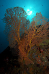 Malaysia - underwater image - Perhentian Island - Twin rocks: Gorgonian fan (photo by Jez Tryner)