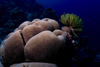Sipadan Island, Sabah, Borneo, Malaysia: Hard Coral and Featherstar on South Point - photo by S.Egeberg