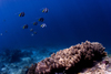 Sipadan Island, Sabah, Borneo, Malaysia: group of Longfin Bannerfish over a coral - Heniochus Acuminat - photo by S.Egeberg