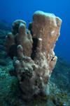 Malaysia - underwater image - Perhentian Island: towering coral (photo by Jez Tryner)