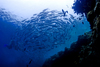 Sipadan Island, Sabah, Borneo, Malaysia: school of Jacks forms a fish ball - Caranx Sexfasciatus - photo by S.Egeberg