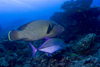 Sipadan Island, Sabah, Borneo, Malaysia: Napoleon Wrasse - Cheilinus Undulatus - photo by S.Egeberg