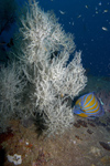 Malaysia - underwater image - Perhentian Island: Blue ringed angel fish and coral (photo by Jez Tryner)