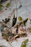 Mabul Island, Sabah, Borneo, Malaysia: a Fingered Dragonet on the sand - Dactylopus Dactylopus - photo by S.Egeberg