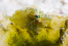 Mabul Island, Sabah, Borneo, Malaysia: Diamond Filefish - Rudarius Excelsus - photo by S.Egeberg