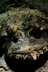 Mabul Island, Sabah, Borneo, Malaysia: face of Crocodile Flathead - Cymbacephalus beauforti - photo by S.Egeberg