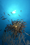 Malaysia - underwater image - Perhentian Island: featherstar on black coral with the sun behind, Pulau Perhentian, South China sea, Penninsular Malaysia, Asia (photo by Jez Tryner)