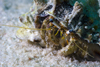 Mabul Island, Sabah, Borneo, Malaysia: Hermit Crab on the sand - photo by S.Egeberg