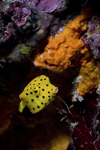 Mabul Island, Sabah, Borneo, Malaysia: juvenile Yellow Boxfish - Ostracion Cubicus - photo by S.Egeberg