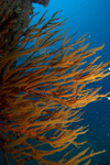 Malaysia - underwater image - Perhentian Island: coral on a rock wall (photo by Jez Tryner)