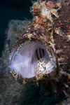 Mabul Island, Sabah, Borneo, Malaysia: Mouth of Giant Frogfish - Antennarius commerson - photo by S.Egeberg