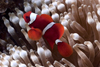 Mabul Island, Sabah, Borneo, Malaysia: Orange Clownfish in an anemone - Amphiphon Sandaracinos - photo by S.Egeberg