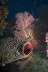 Malaysia - underwater image - Perhentian Island: sponge (photo by Jez Tryner)