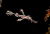 Mabul Island, Sabah, Borneo, Malaysia:  Ornate Ghostpipefish - Solenostomus Paradoxus - photo by S.Egeberg