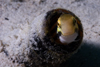 Mabul Island, Sabah, Borneo, Malaysia: Shorthead Fangblenny - Petroscirtes Breviceps - photo by S.Egeberg