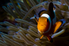 Mabul Island, Sabah, Borneo, Malaysia: single Western Clownfish in anemone - front view - Amphipnon Ocellaris - photo by S.Egeberg