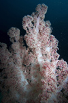 Malaysia - underwater image - Perhentian Island - Twin rocks: Soft coral (photo by Jez Tryner)