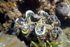 Malaysia - underwater image - Perhentian Island / Pulau Perhentian: giant clam - Tridacna gigas - pa'ua - Geoduck mirugai - the largest living bivalve mollusc - Himejako (photo by Jez Tryner)