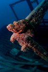 Mabul Island, Sabah, Borneo, Malaysia: Tasseled Scorpionfish sits on a wreck - Scorpaenopsis oxycephalus - photo by S.Egeberg