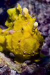 Mabul Island, Sabah, Borneo, Malaysia: yellow Warty Frogfish - Antennarius maculatus - photo by S.Egeberg