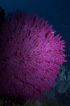 Malaysia - underwater image - Perhentian Island: magenta coral (photo by Jez Tryner)