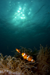 Malaysia - underwater image - Perhentian Island - D'lagoon - Perhentian Kecil: clownfish in the anemone - underwater photo by Jez Tryner