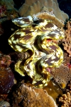 Malaysia - underwater image - Perhentian Island: giant clam - Tridacna gigas - pa'ua - Geoduck mirugai - the largest living bivalve mollusc (photo by Jez Tryner)