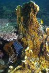 Malaysia - underwater image - Perhentian Island: assorted corals - coral reef (photo by Jez Tryner)