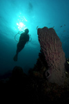 Malaysia - underwater image - Perhentian Island - D'lagoon - Perhentian Kecil: diver with a barrel sponge / Stove-pipe Sponge - Xestospongia testudinaria (photo by Jez Tryner)