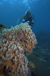 Malaysia - underwater image - Perhentian Island: diver examining coral (photo by Jez Tryner)