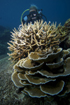 Malaysia - underwater image - Perhentian Island - D'lagoon - Perhentian Kecil: diver and hard coral formation (photo by Jez Tryner)