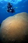 Malaysia - underwater image - Perhentian Island - South China Sea - D'lagoon - Perhentian Kecil: diver and hard coral formation - coral reef (photo by Jez Tryner)