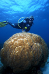 Malaysia - underwater image - Perhentian Island - D'lagoon - Perhentian Kecil: Diver and hard coral formation (photo by Jez Tryner)