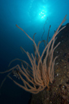 Malaysia - underwater image - Perhentian Island - South China Sea: coral on a naked rock (photo by Jez Tryner)