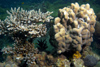 Malaysia - underwater image - Perhentian Island: corals (photo by Jez Tryner)