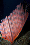 Malaysia - underwater image - Perhentian Island: harp - coral (photo by Jez Tryner)