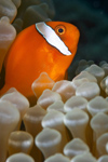 Malaysia - Perhentian Island: Male Bridled anenome fish (Amphiprion frenatus) in a white anenome - Pulau Perhentian, South China sea, Peninsular Malaysia, Asia - underwater photo by Jez Tryner