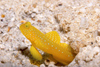 Perhentian Island: Yellow shrimp goby (Cryptocentrus cinctus) at the mouth of it's sand burrow, Pulau Perhentian, South China sea
