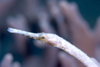 Perhentian Island - Twin rocks: Long snout / bent stick pipefish (Trachyrhamphus bicoarctatus) close up on the reef floor