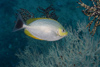 Perhentian Island: Java Rabbitfish (Siganus javus) with black coral and featherstars, Pulau Perhentian, South China sea