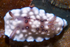 Malaysia - underwater images - Perhentian Island: Nudibranch - sea slug - Lumpy Chromodoris (Chromodoris hintantuensis), moving along the reef, Temple of the sea, Pulau Perhentian, South China sea - photo by J.Tryner