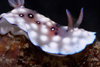 Malaysia - underwater images - Perhentian Island: Nudibranch - sea slug - Lumpy Chromodoris (Chromodoris hintantuensis), moving along the reef, Temple of the sea, Pulau Perhentian, South China sea - photo by J.Tryner